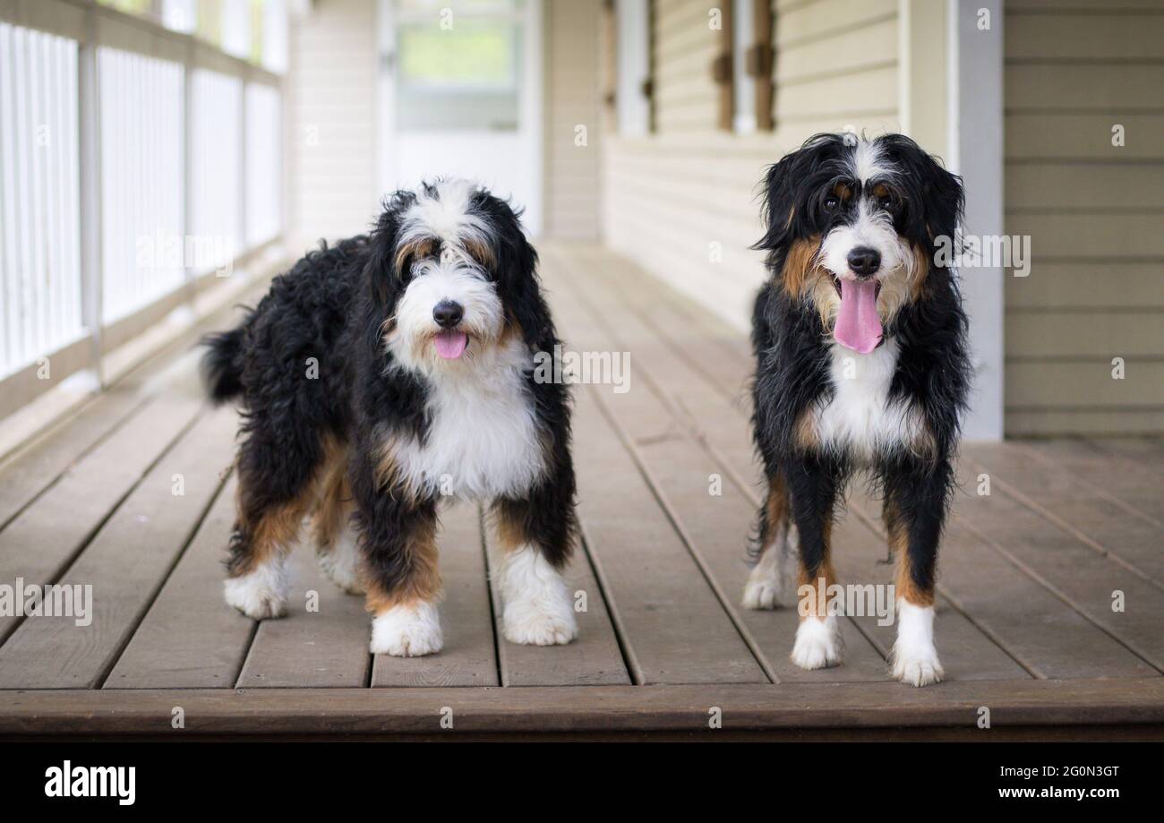 Two Mini Bernedoodle puppies standing beside each other on a porch facing camera. One is furnished and the other is unfurnished Stock Photo
