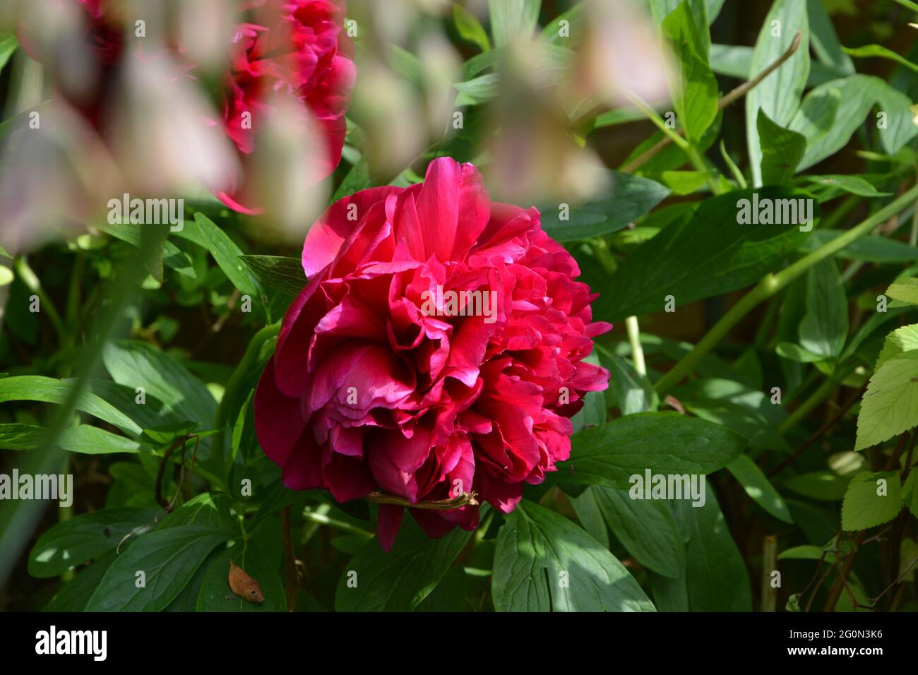 Image of BBC Gardeners World UK, Purely Beautiful and Peaceful Floral Space Stock Photo