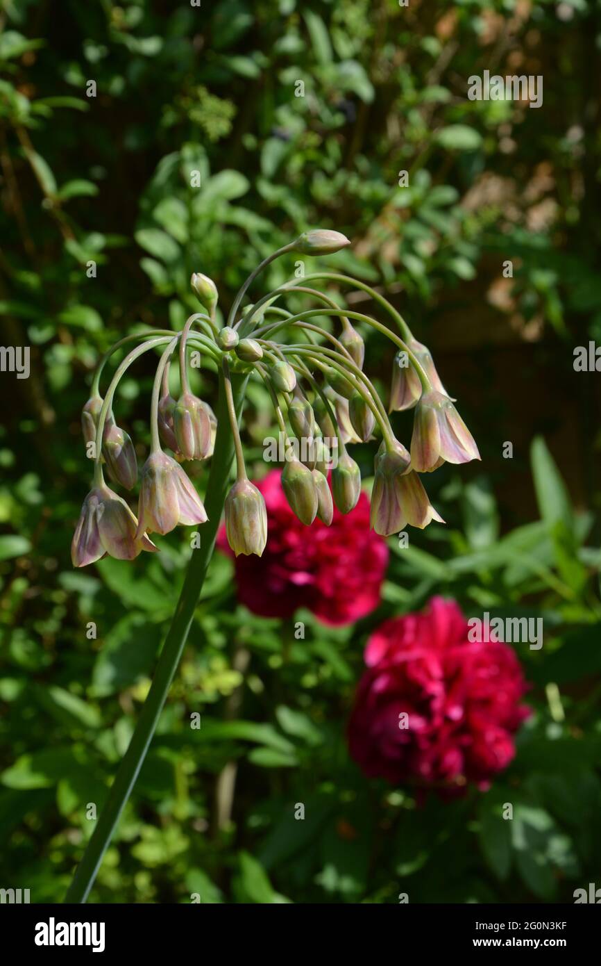 Delicious French Food Recipes, UK, Purely Beautiful and Peaceful Floral Space Stock Photo