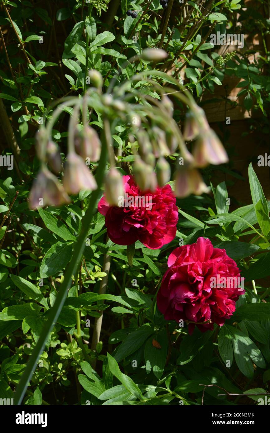 Red Peony and Sicilian Honey Garlic, Garden Flowers, Purely Beautiful and Peaceful Floral Space Stock Photo