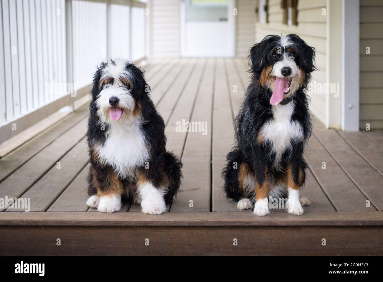 Two Mini Bernedoodle puppies sitting beside each other on a porch facing camera. One is furnished and the other is unfurnished Stock Photo
