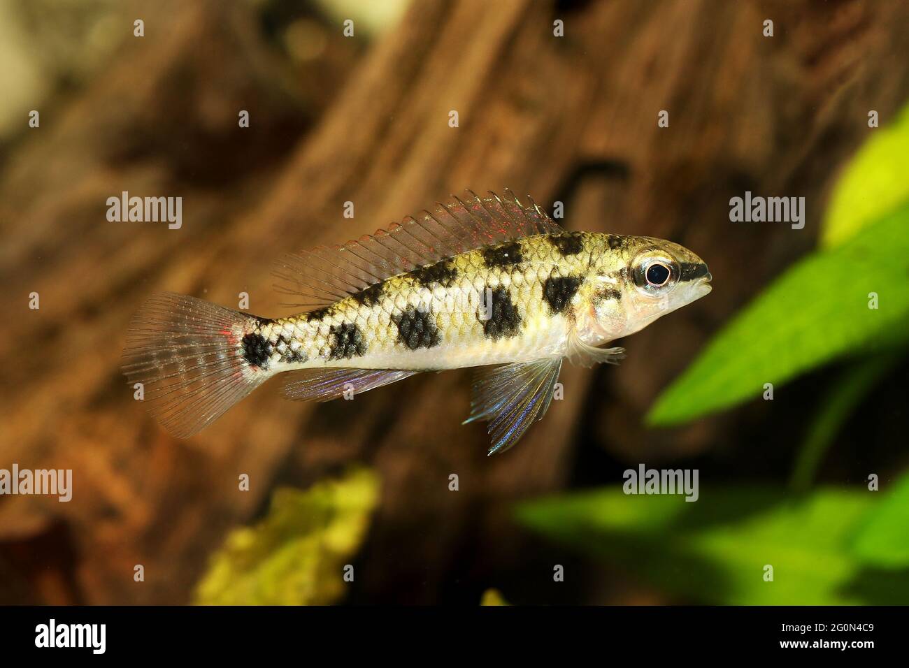 Checkerboard Cichlid Dicrossus filamentosus aquarium fish dwarf cichlid Stock Photo