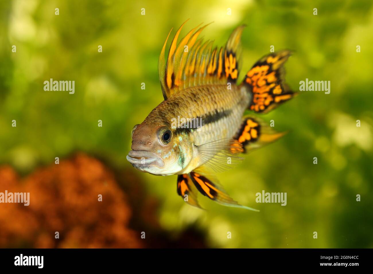 Aquarium fish Cockatoo Dwarf Cichlid Apistogramma cacatuoides tropical freshwater fish Stock Photo