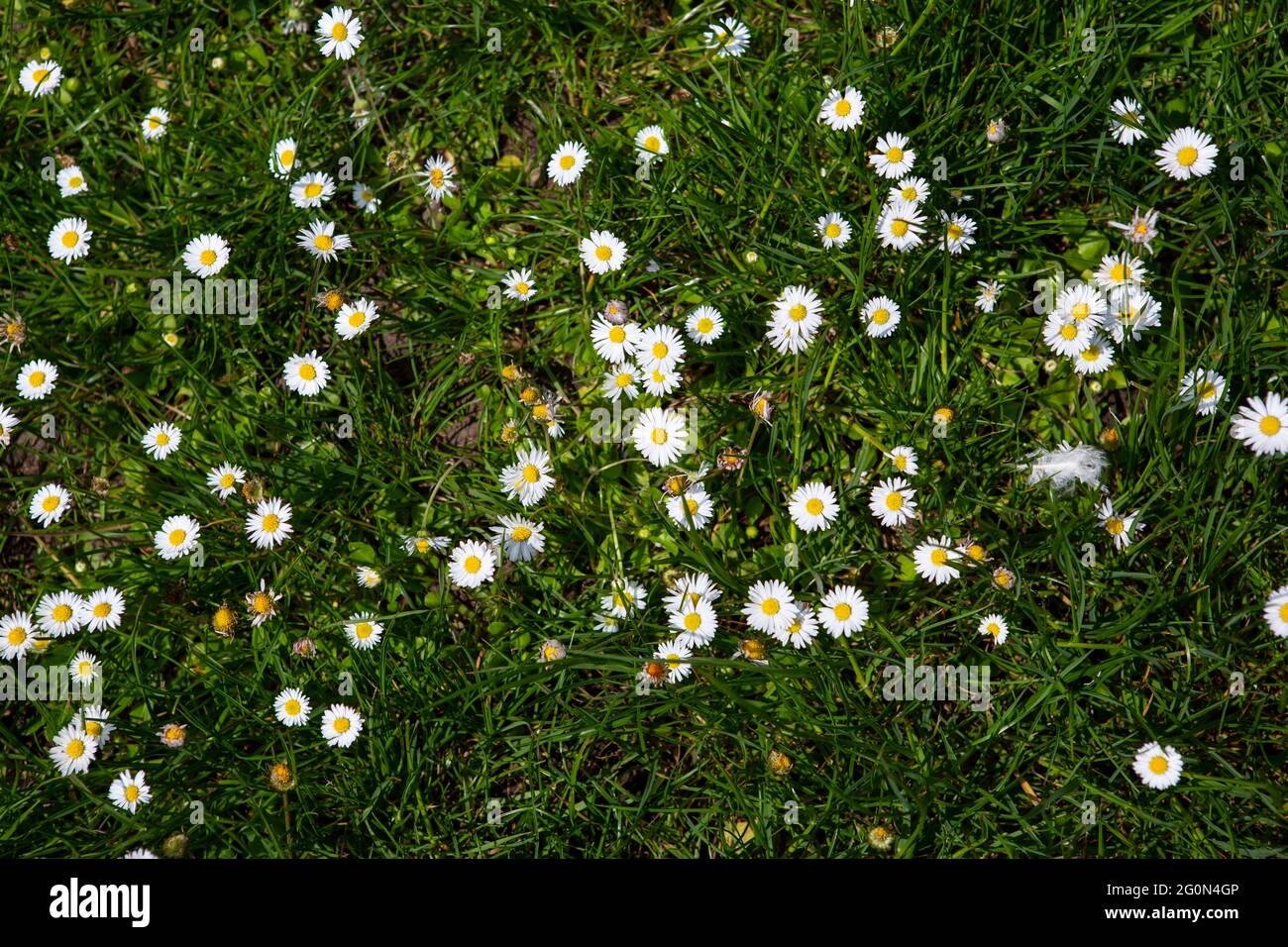 Field of daisies from above Stock Photo Alamy