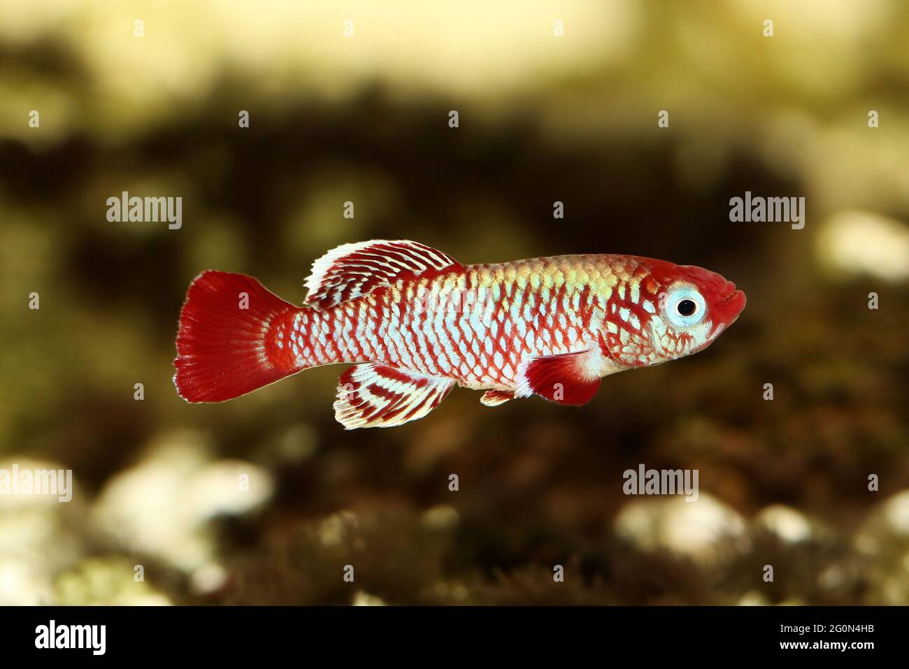 Red eggersi killifish aquarium fish Nothobranchius eggersi Stock Photo