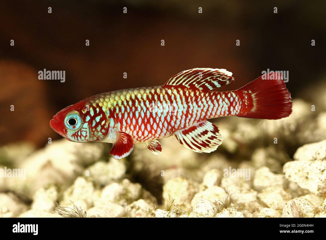 Red eggersi killifish aquarium fish Nothobranchius eggersi Stock Photo