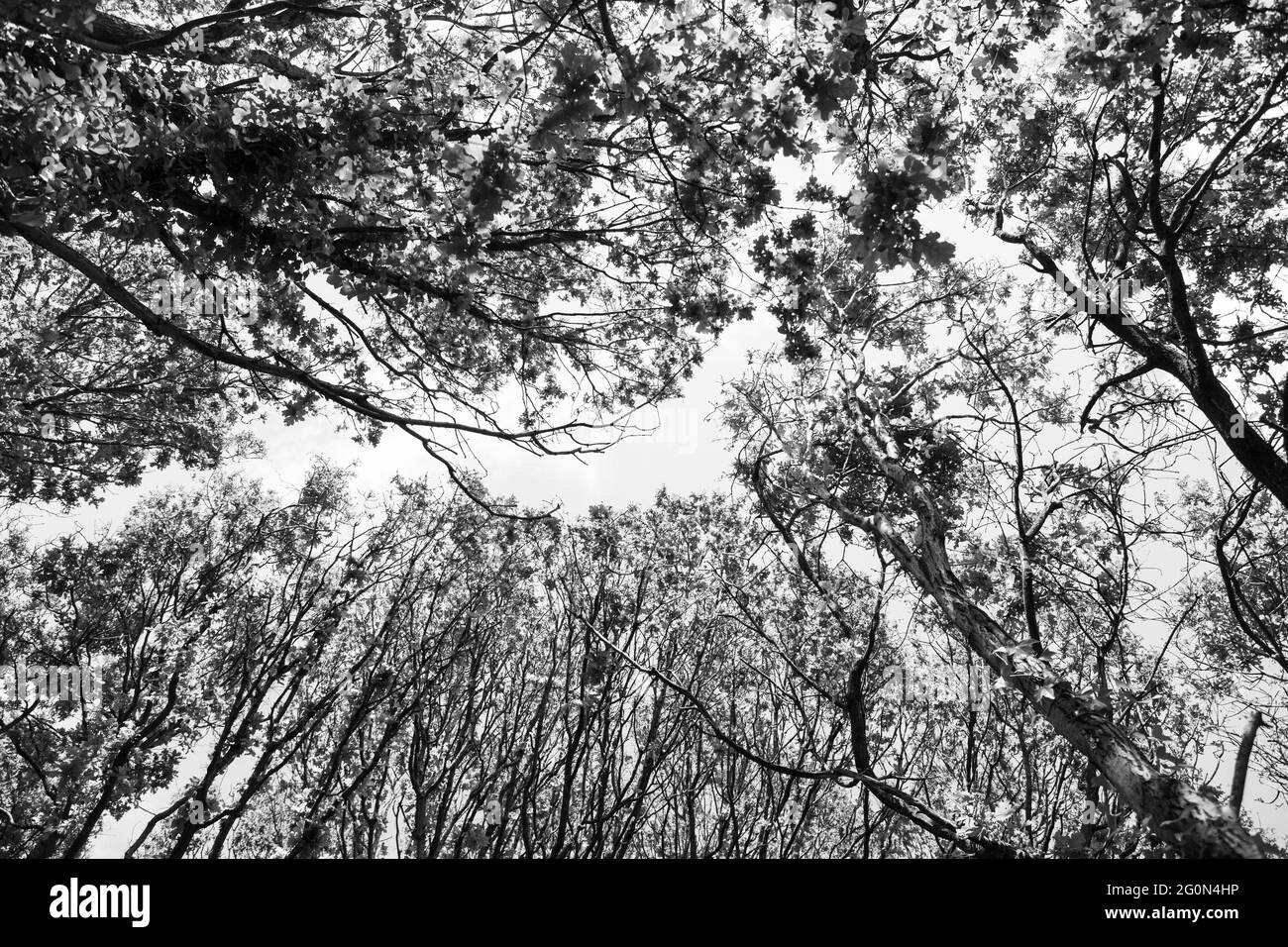 looking up turbo green prices like