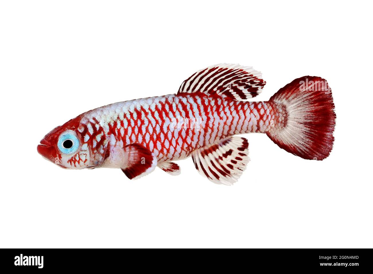 Red eggersi killifish aquarium fish Nothobranchius eggersi Stock Photo