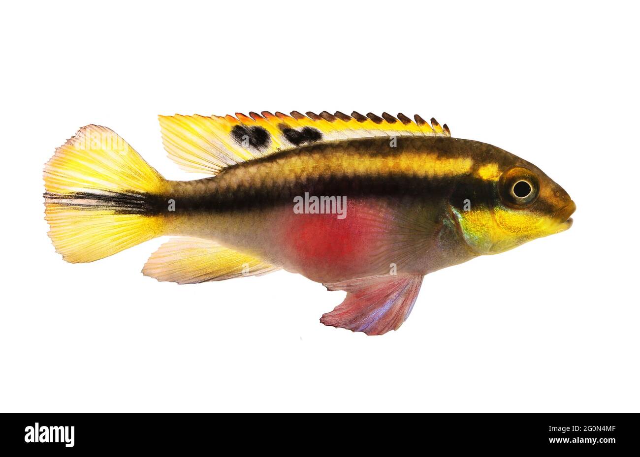 Aquarium fish cichlid Female Pelvicachromis pulcher kribensis cichlid Aquarium fish Stock Photo