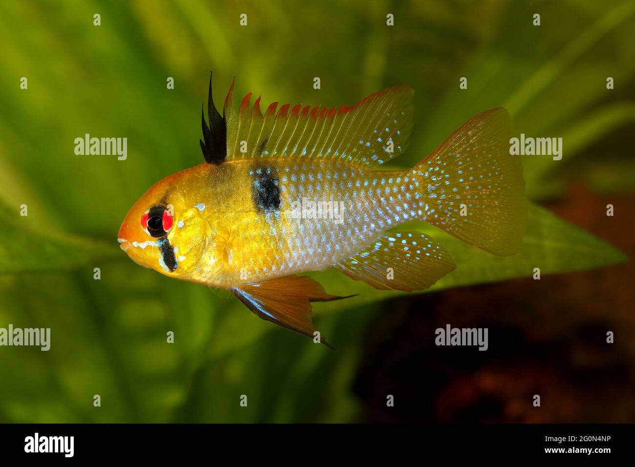 German Ram cichlid Mikrogeophagus ramirezi aquarium fish butterfly cichlid Stock Photo