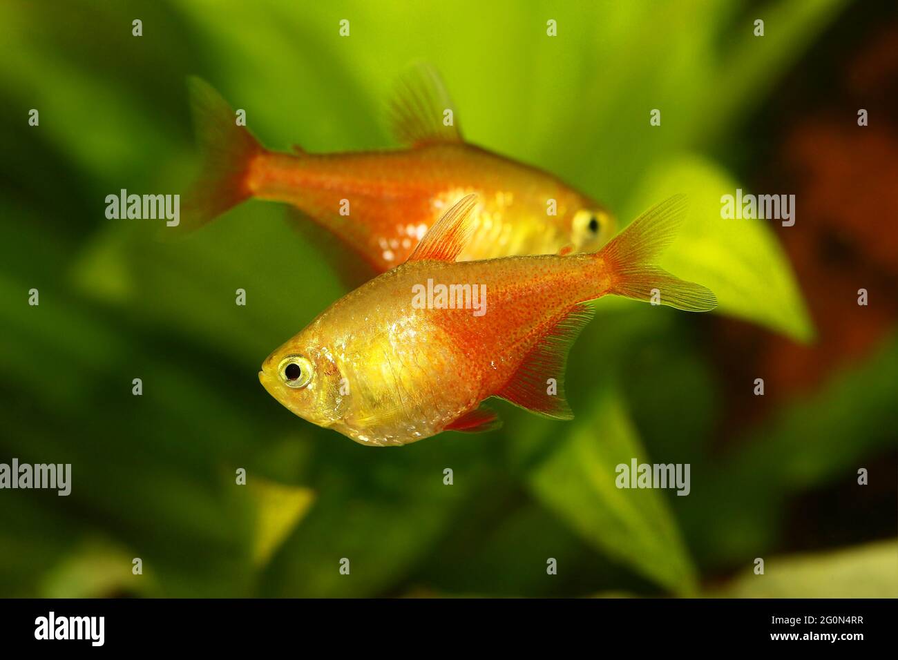 Swarm of Orange Red Flame Tetra Hyphessobrycon flammeus Rio tetra tropical aquarium fish Stock Photo