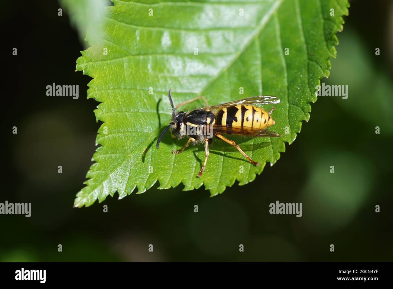 Queen of a common wasp (Vespula vulgaris) of the family Vespidae in spring on a leaf of an elm. Dutch garden, spring, Netherlands. Stock Photo