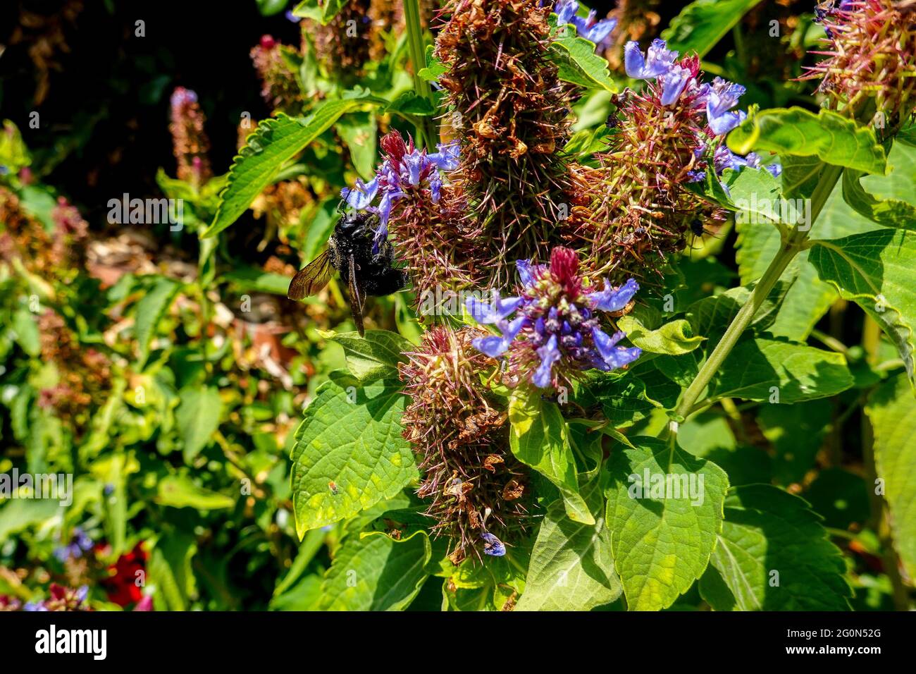 carpenter bee Xylocopa Latreille on a witches hat plant Pycnostachys urticifolia growing in Souther California, USA Stock Photo