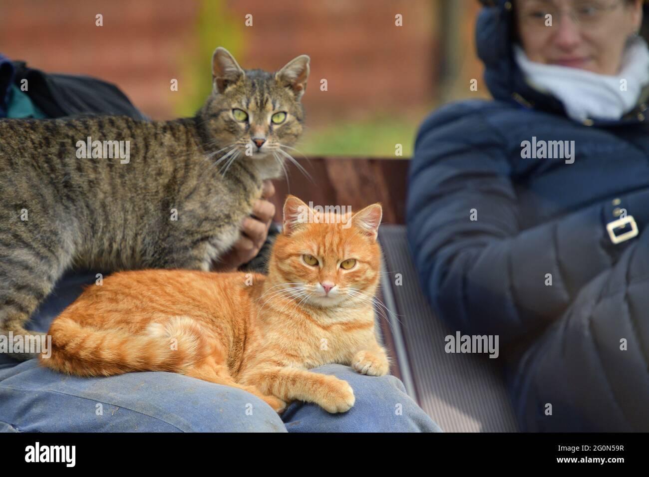 A loving relationship between humans and their domestic cats and their trust Stock Photo