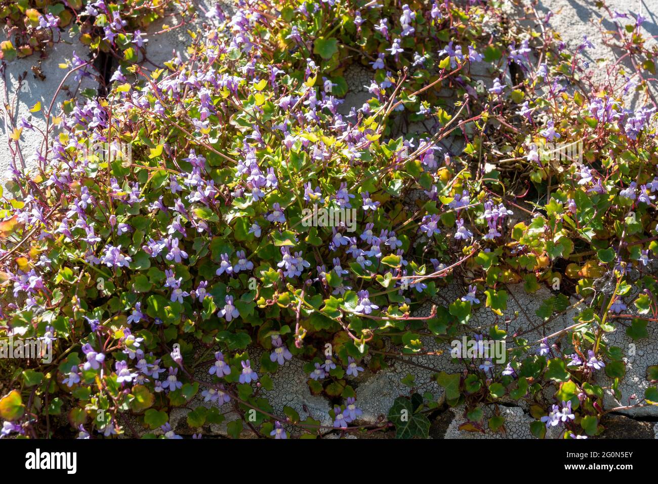 Ivy-leafed toadflax growing on and in a stone wall in bright sunshine Stock Photo