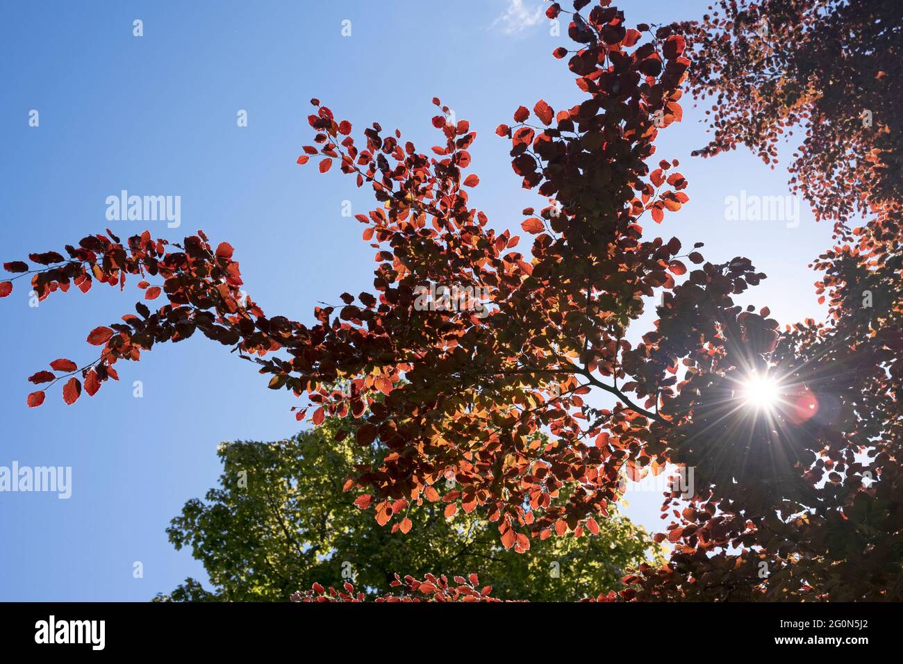 Sun bursting through the springtime foliage Stock Photo - Alamy