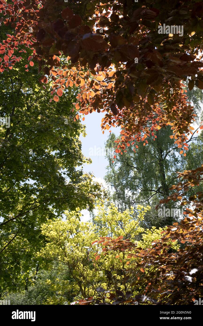 Beautiful springtime foliage of various colors in Pakrovska ...