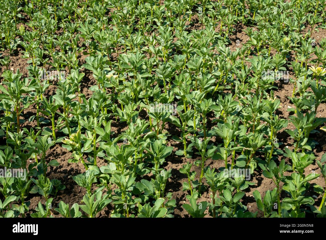 An area of a field crop of young broad bean plants Stock Photo