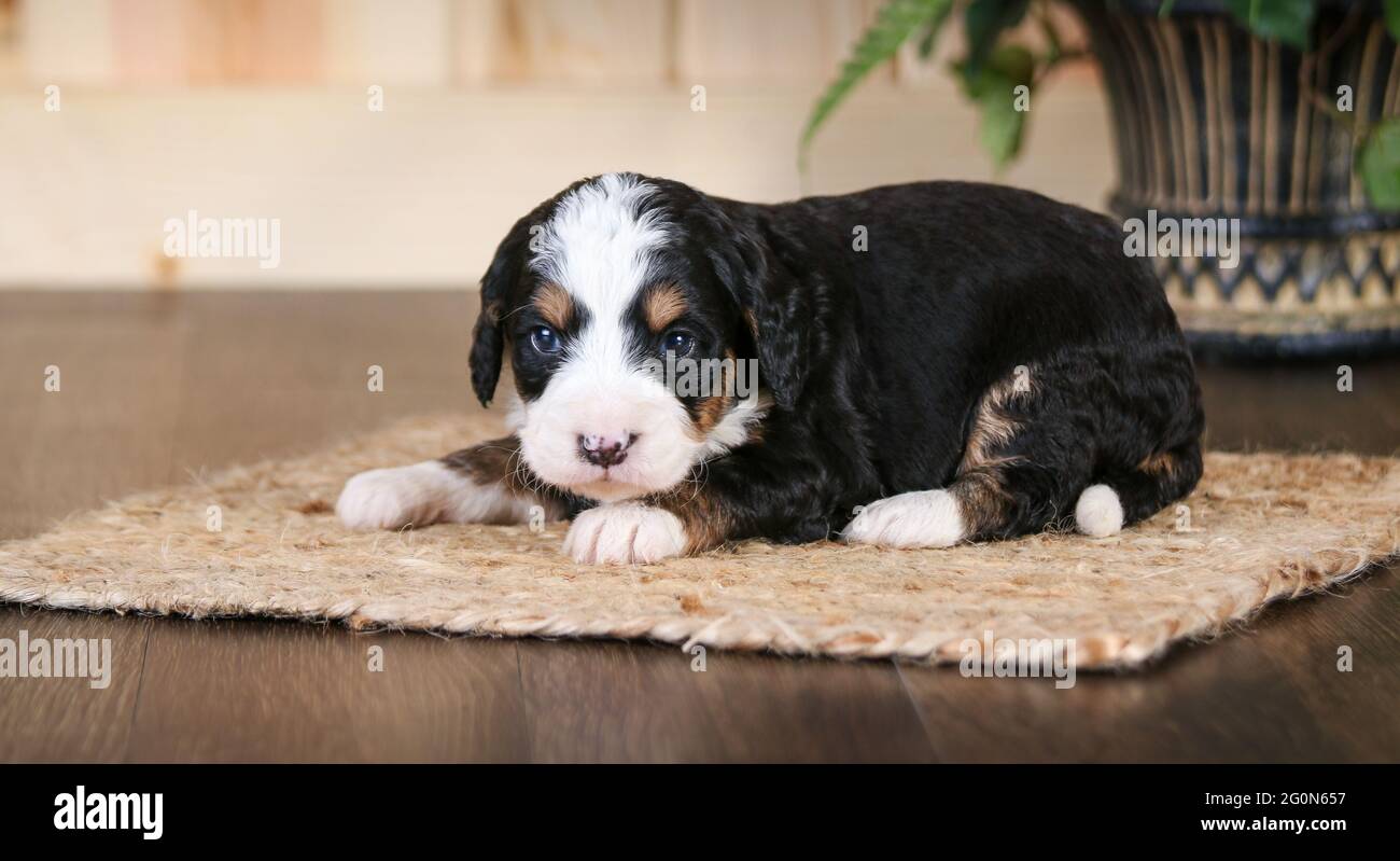 3 week old F1 Mini Bernedoodle puppy lying looking at camera Stock Photo