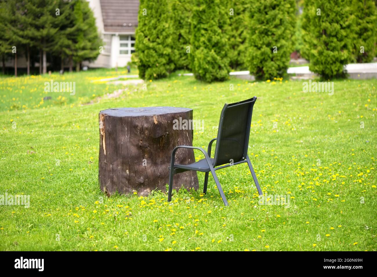 Empty chair near a stump table in nature Stock Photo