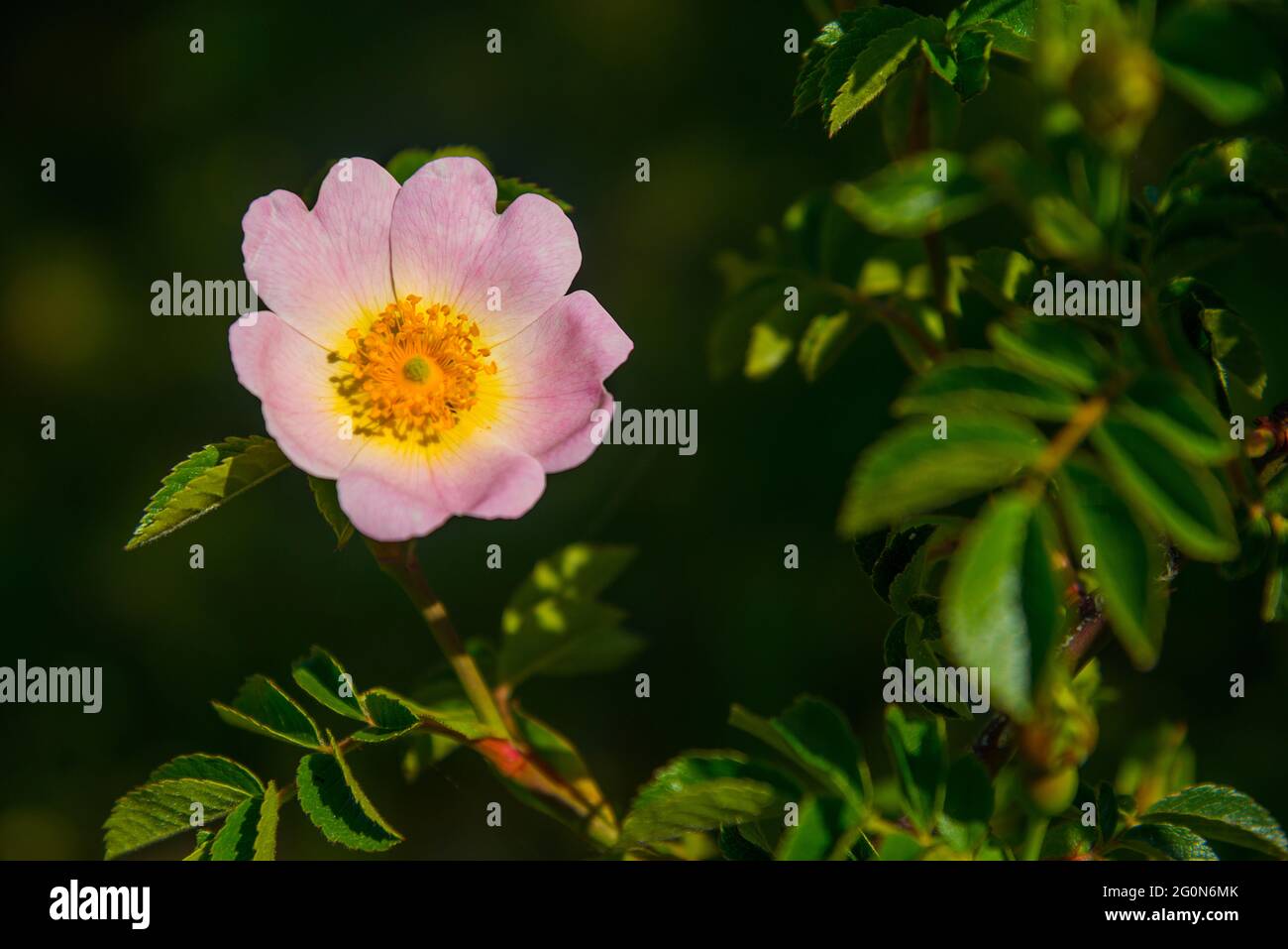 Dog rose flower Stock Photo Alamy