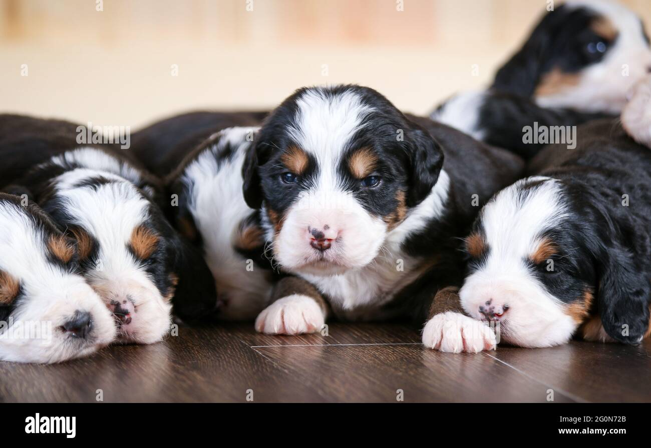 3 week old F1 Mini Bernedoodle puppies sleeping on floor Stock Photo