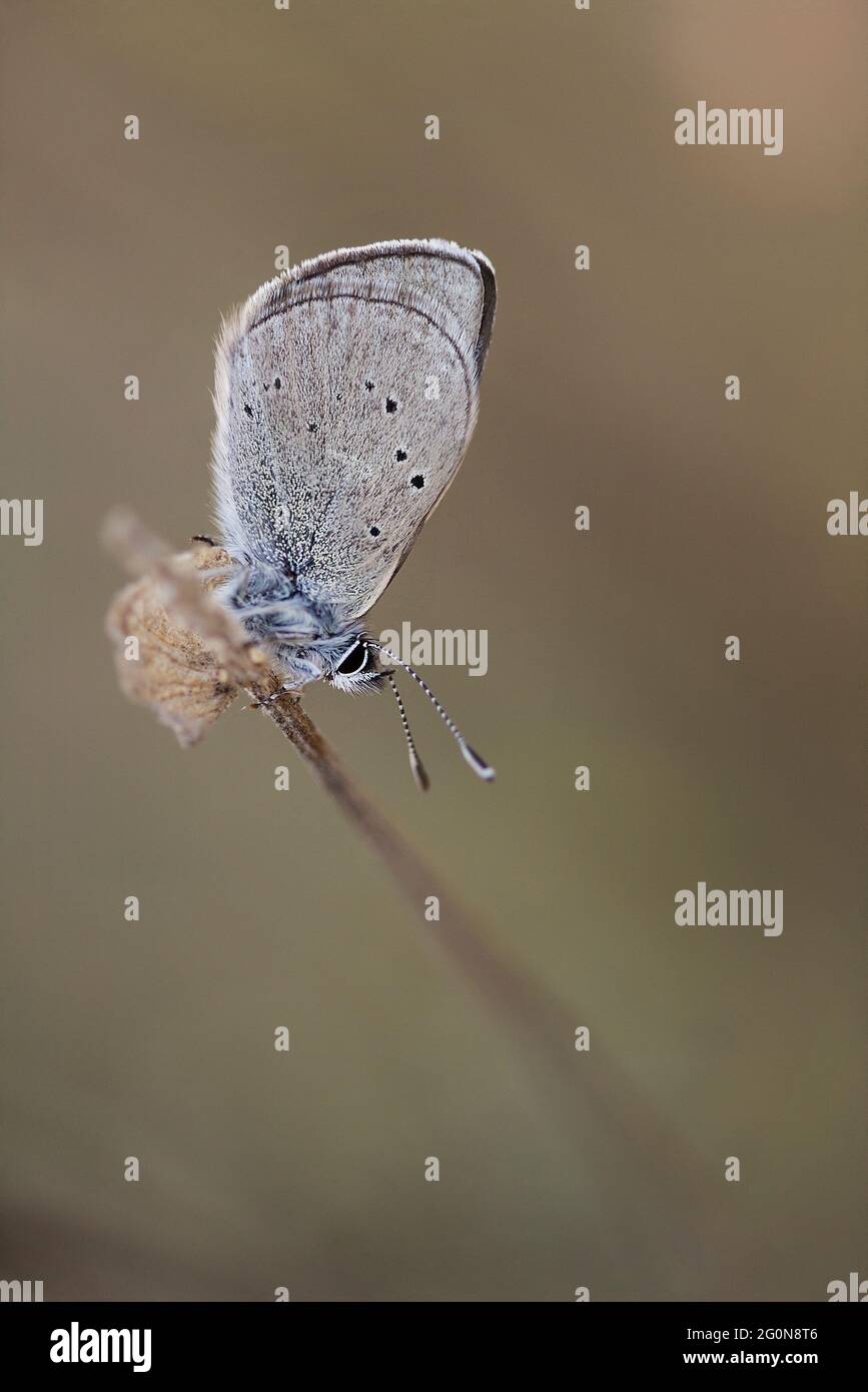 Mazarine blue (Cyaniris semiargus) Stock Photo