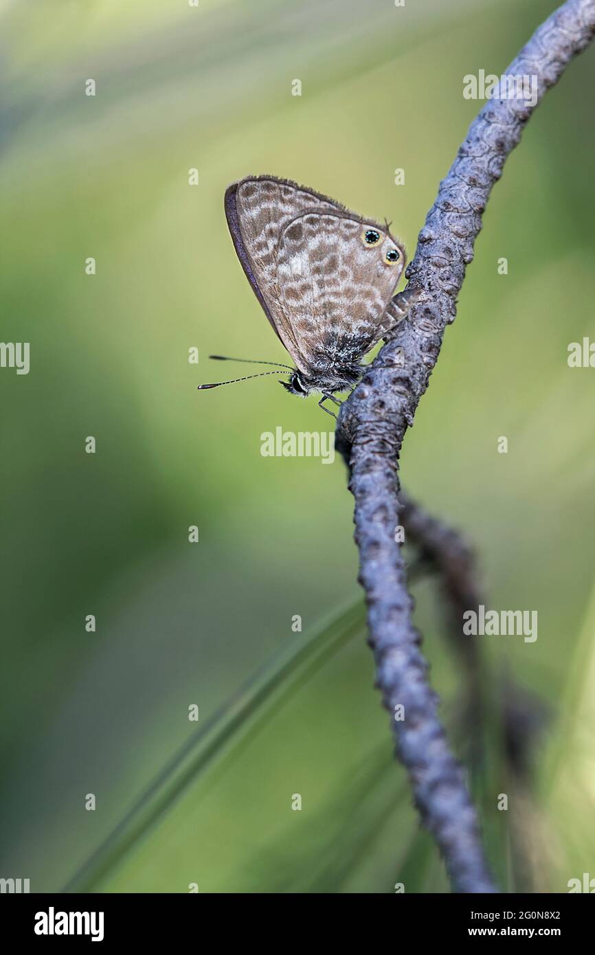 Common zebra blue butterfly hi-res stock photography and images - Alamy
