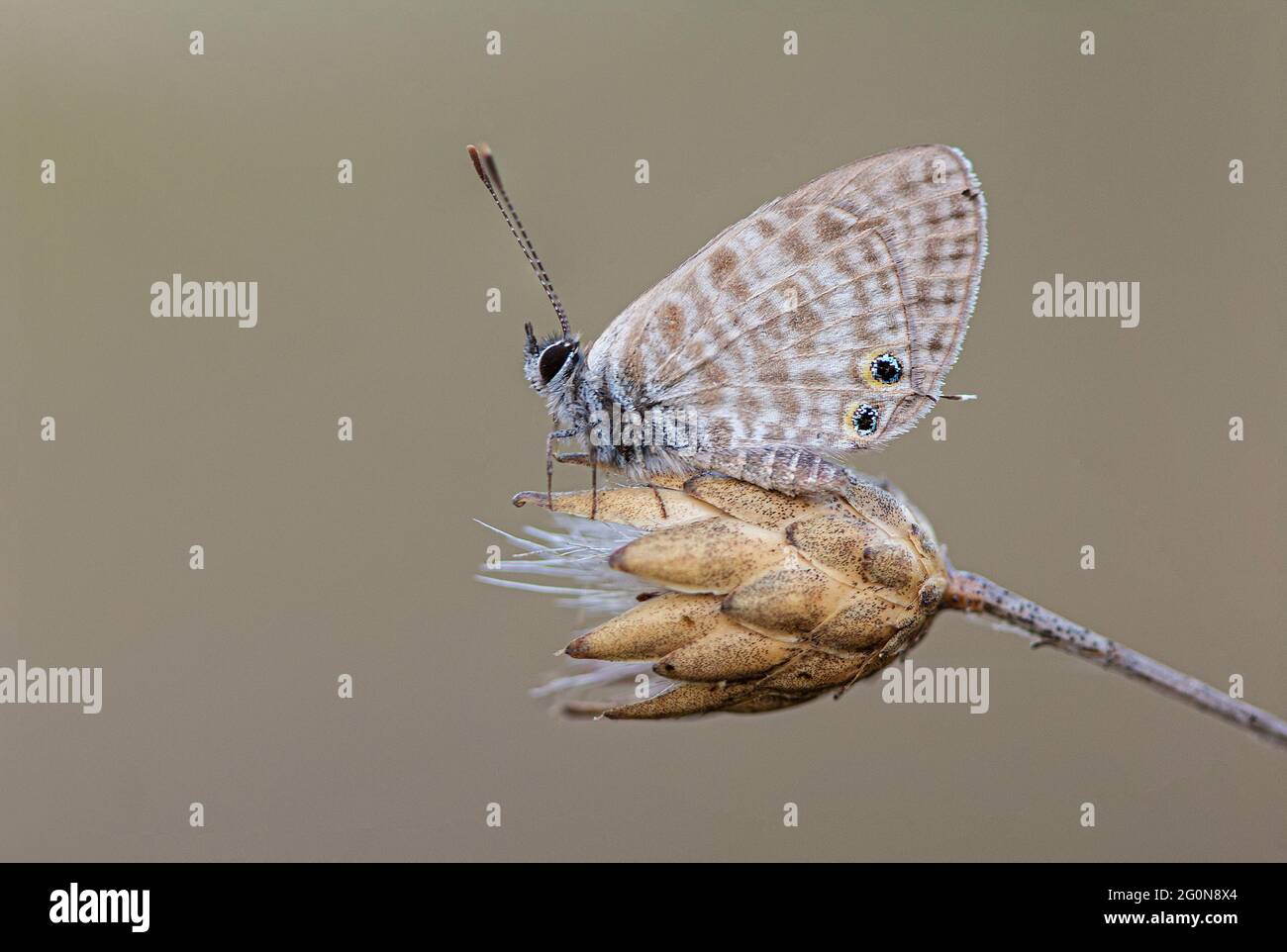 Fauna invertebrates hi-res stock photography and images - Alamy