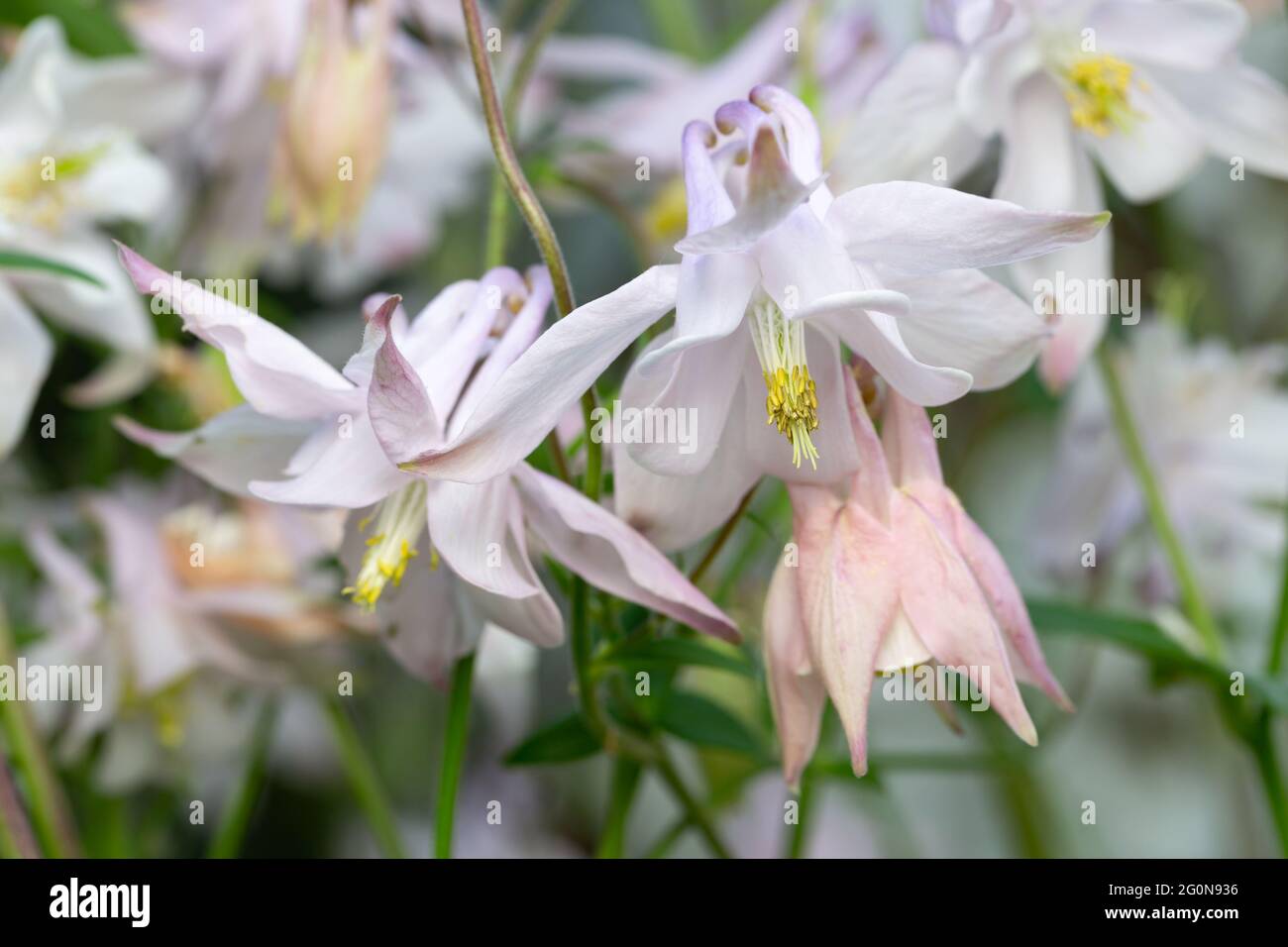 Pentamerous flower hires stock photography and images Alamy