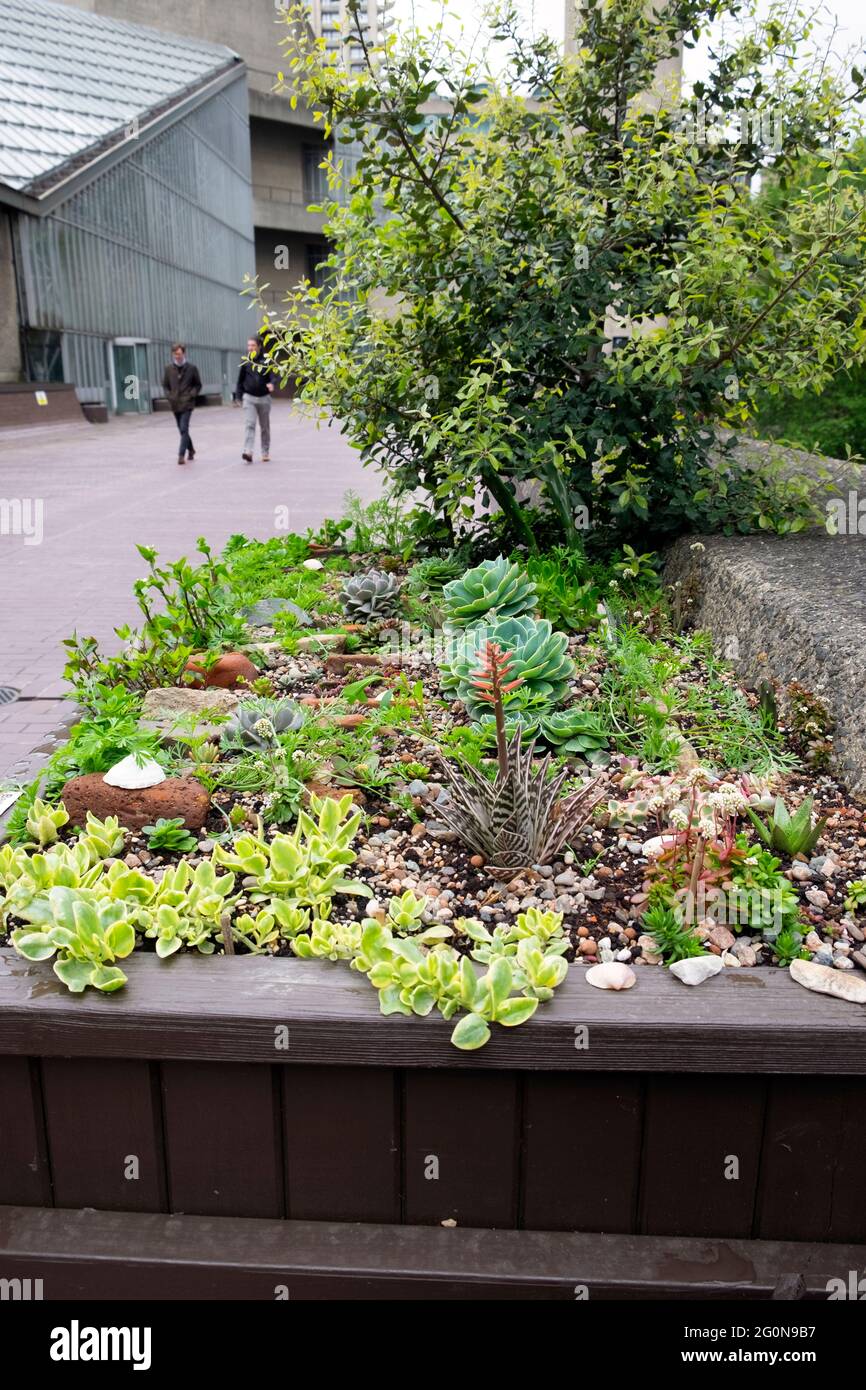 Succulents succulent plants growing in an urban garden raised wooden bed planter on the Barbican Estate in the City of London England UK KATHY DEWITT Stock Photo