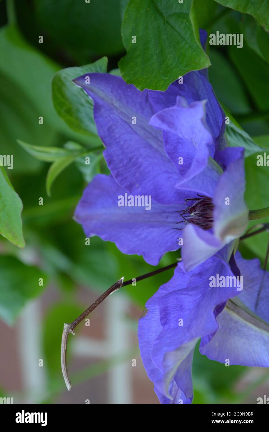 Clematis, Purple Clematis, Clematis President, Purely Peaceful and Beautiful Space, Cambridge UK Stock Photo