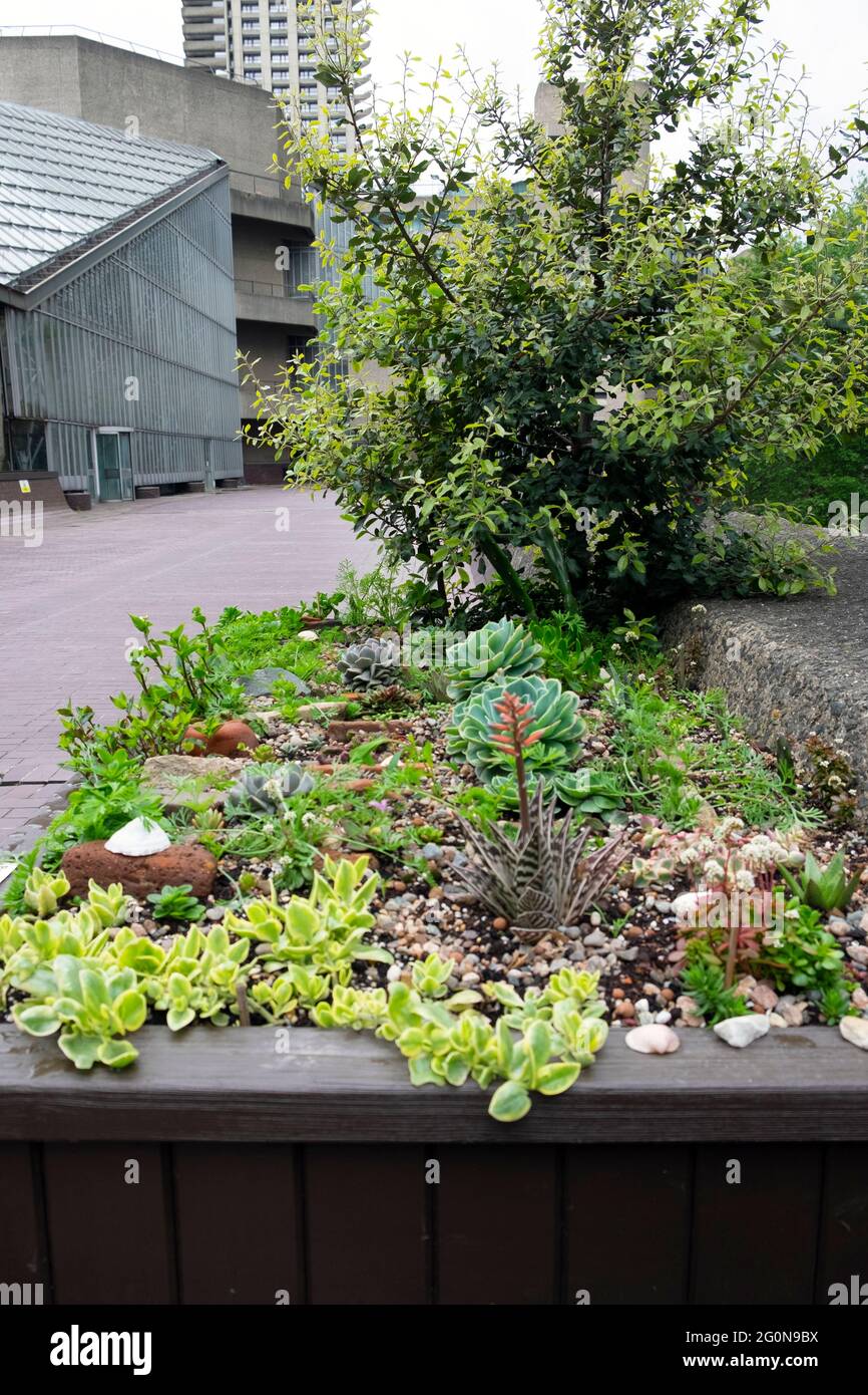 Succulents succulent plants growing in an urban garden raised wooden bed planter on the Barbican