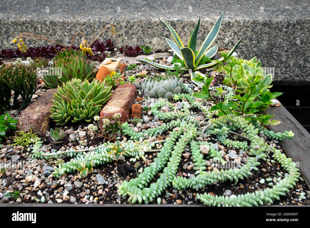 Succulents succulent planting plants growing in an urban garden raised wooden bed planter