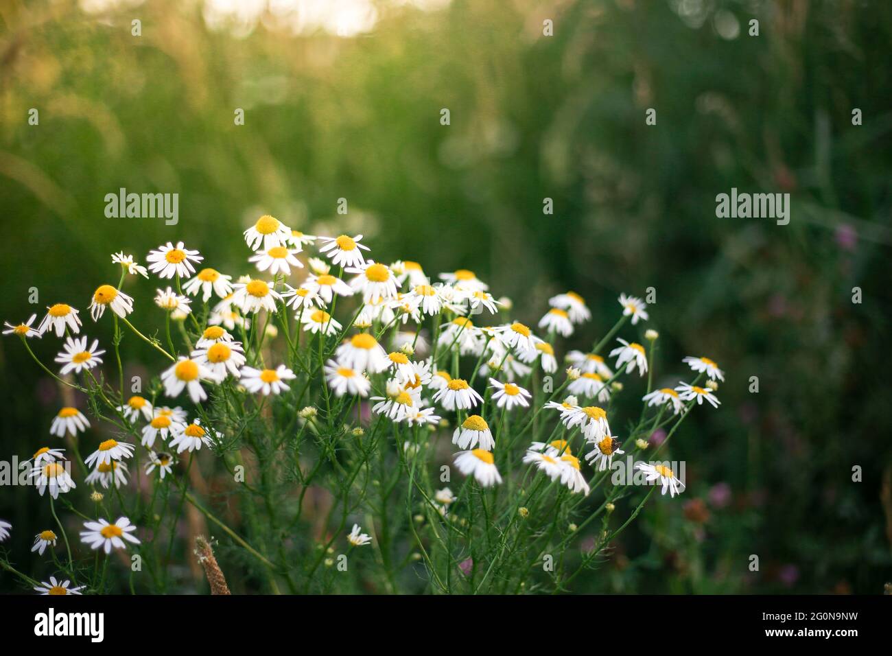 Field daisies in the wild. Flowers with white petals. Stock Photo