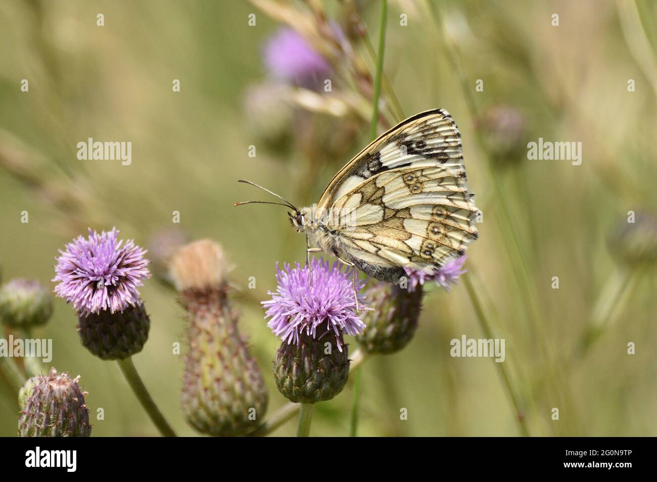 Marbled White butterfly feeding on the flowers of a creeping thistle. Hertfordshire, England, UK. Stock Photo