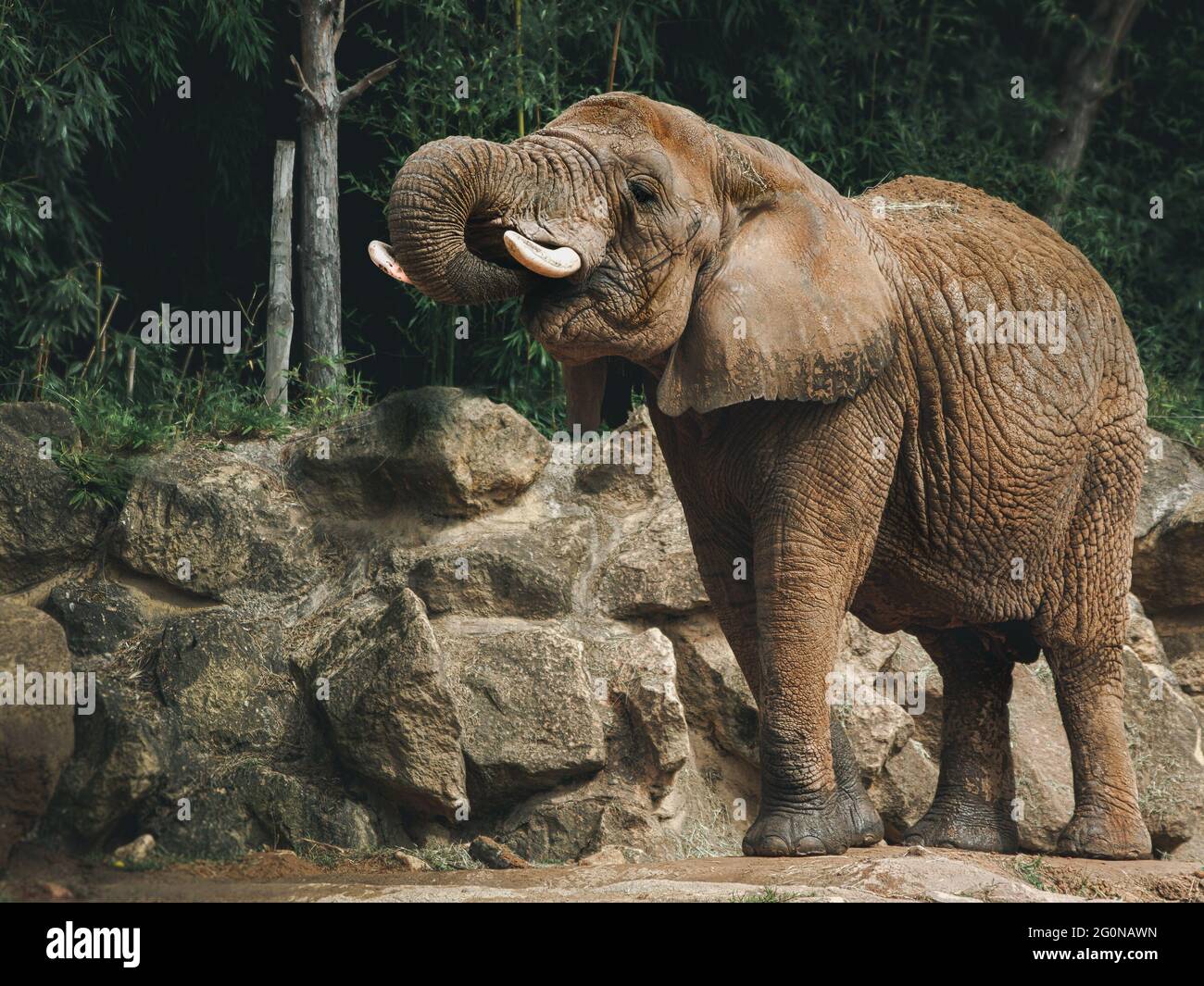 African Elephant, Species