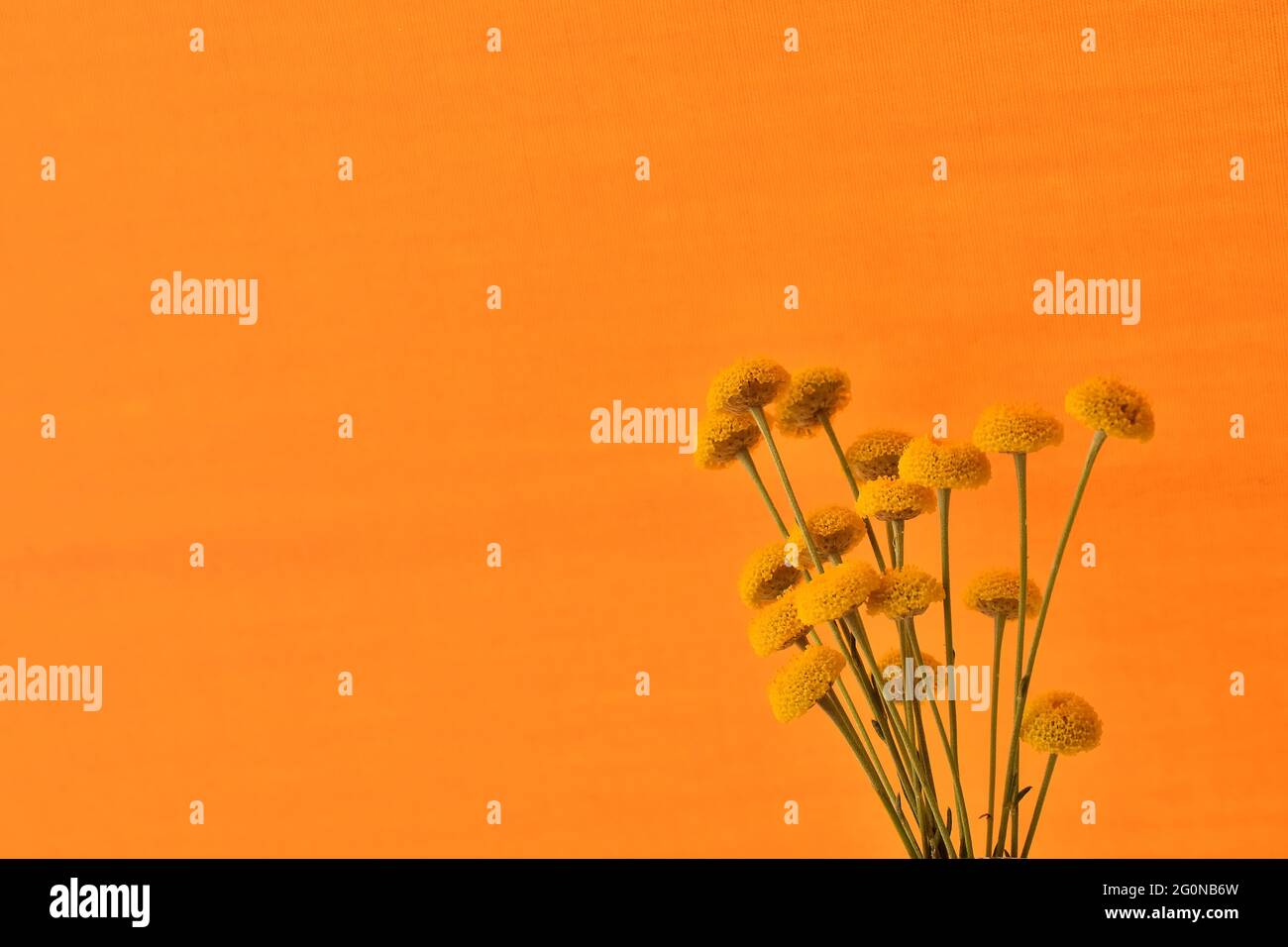 Yellow flowers of Santolina (Santolina rosmarinifolia) on orange background Stock Photo