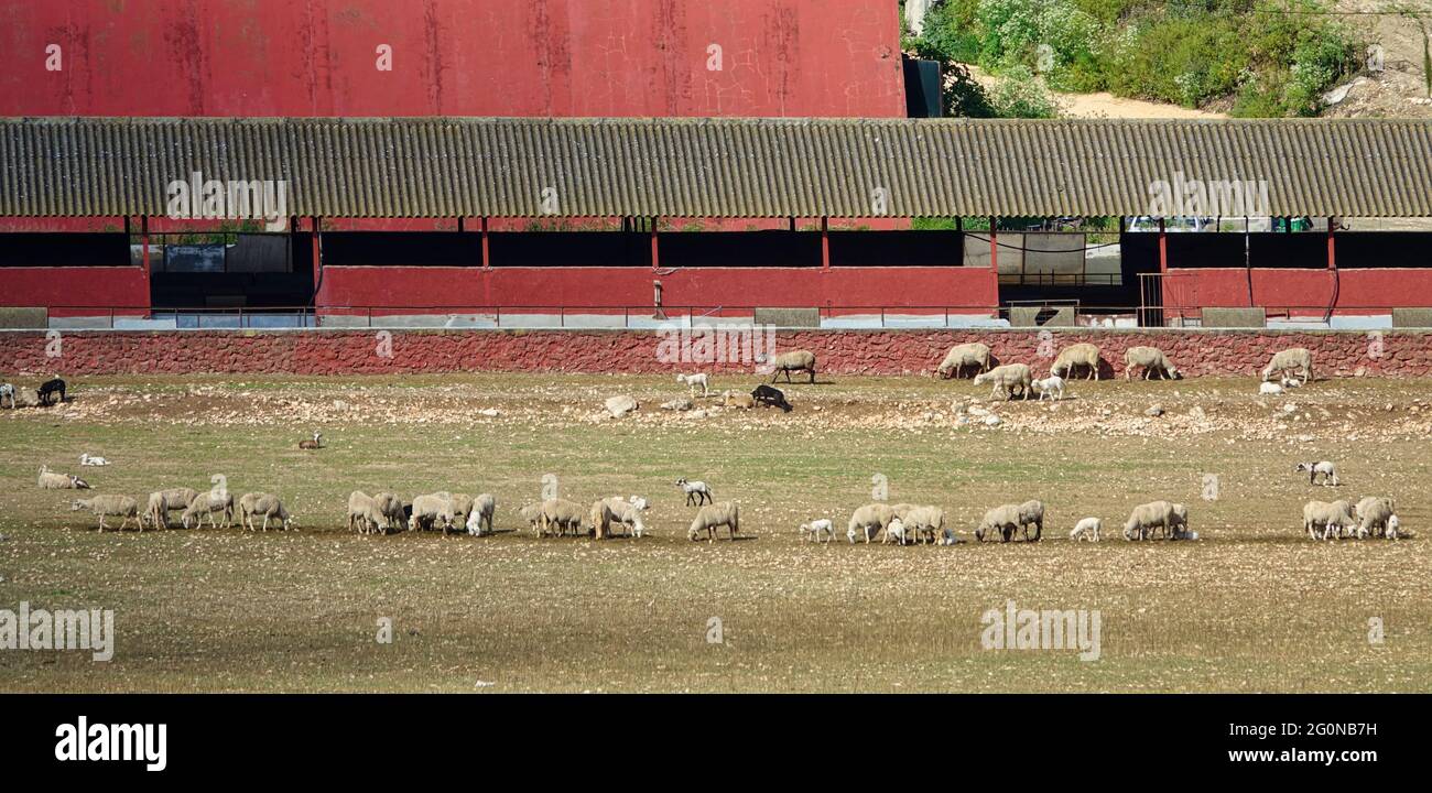 Cattle farm with sheep in the field Stock Photo