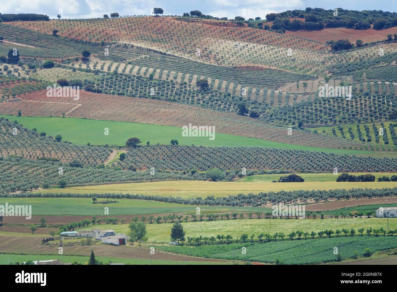 Background with fields of different crops and colors in Andalusia