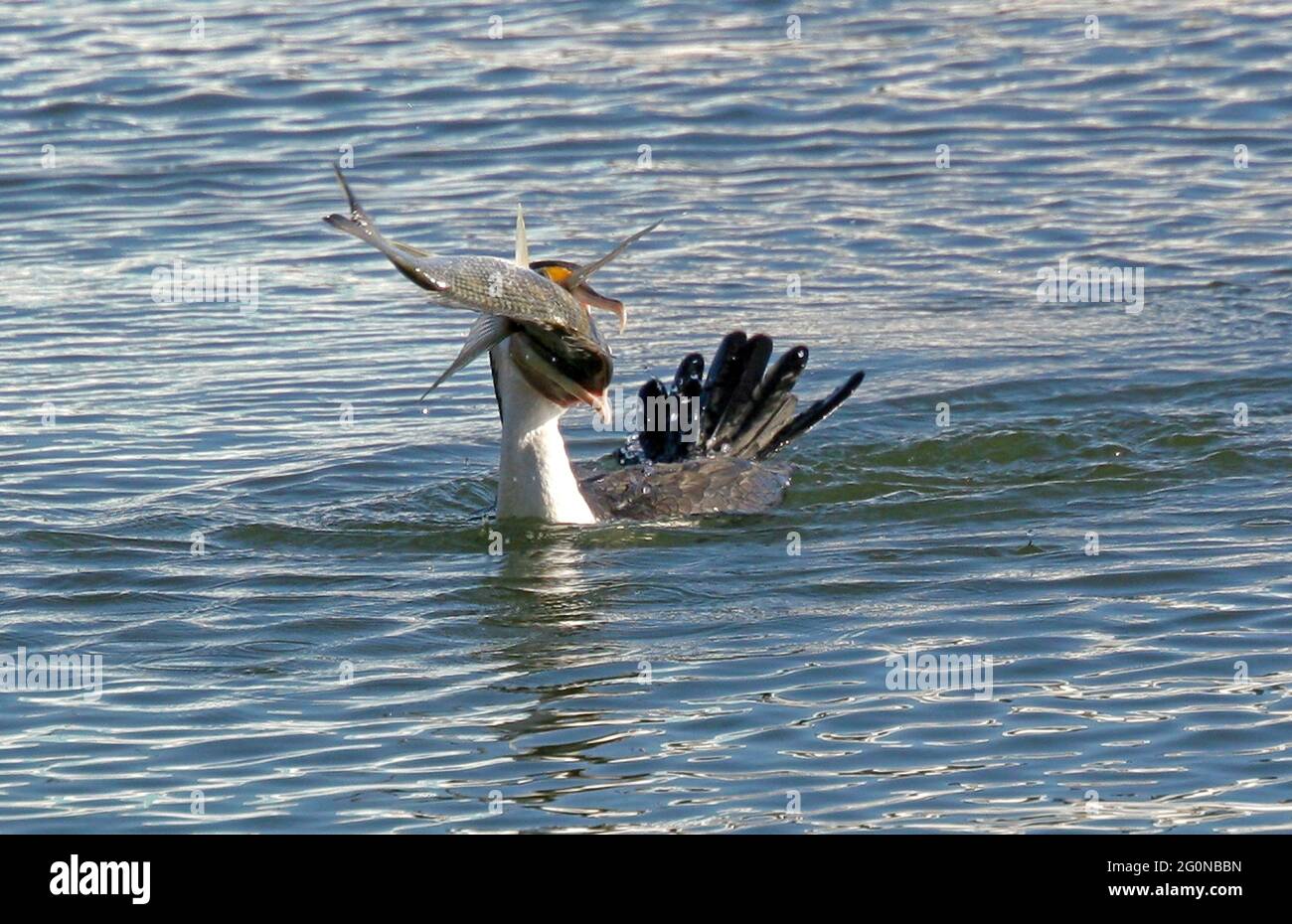 Australian great cormorant hires stock photography and images Alamy