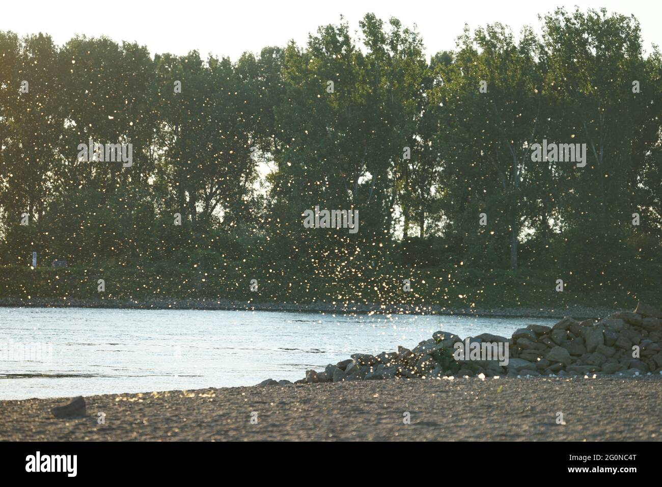 Closeup shot of growing trees on the shore of the lake Stock Photo - Alamy