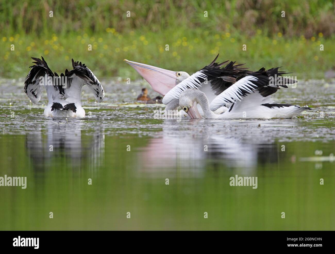 Australian Pelican (Pelecanus conspicillatus) three feeding together south-east Queensland, Australia       January Stock Photo