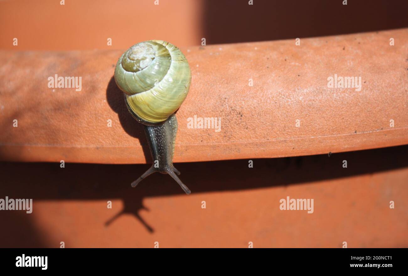 Garden Snail Climbing Down A Flower Pot Land Snail Photographed On A Sunny Day Snail And The Living World Gardeners World United Kingdom Stock Photo Alamy
