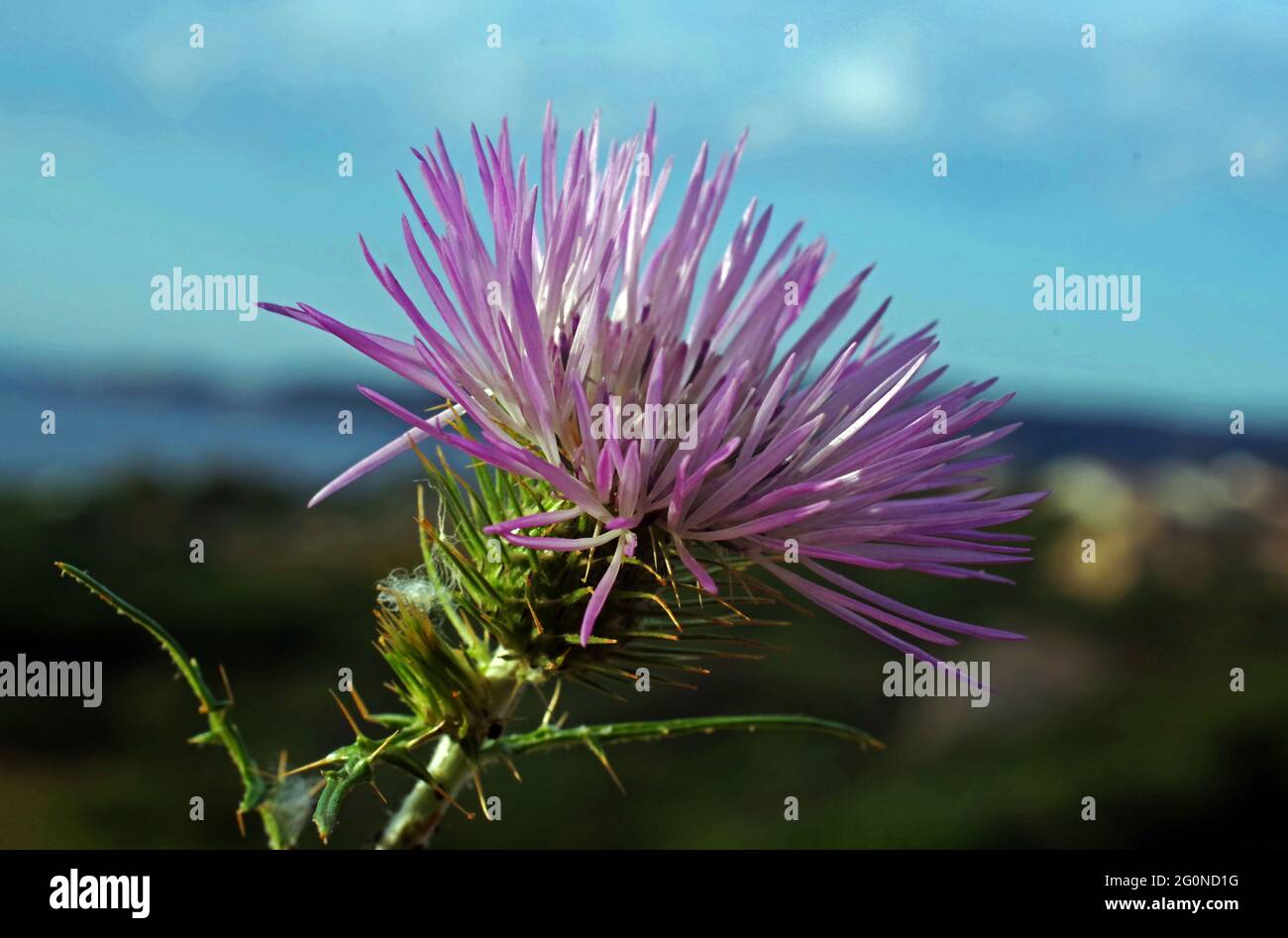 Galactites tomentosa flowering in nature close-up Stock Photo