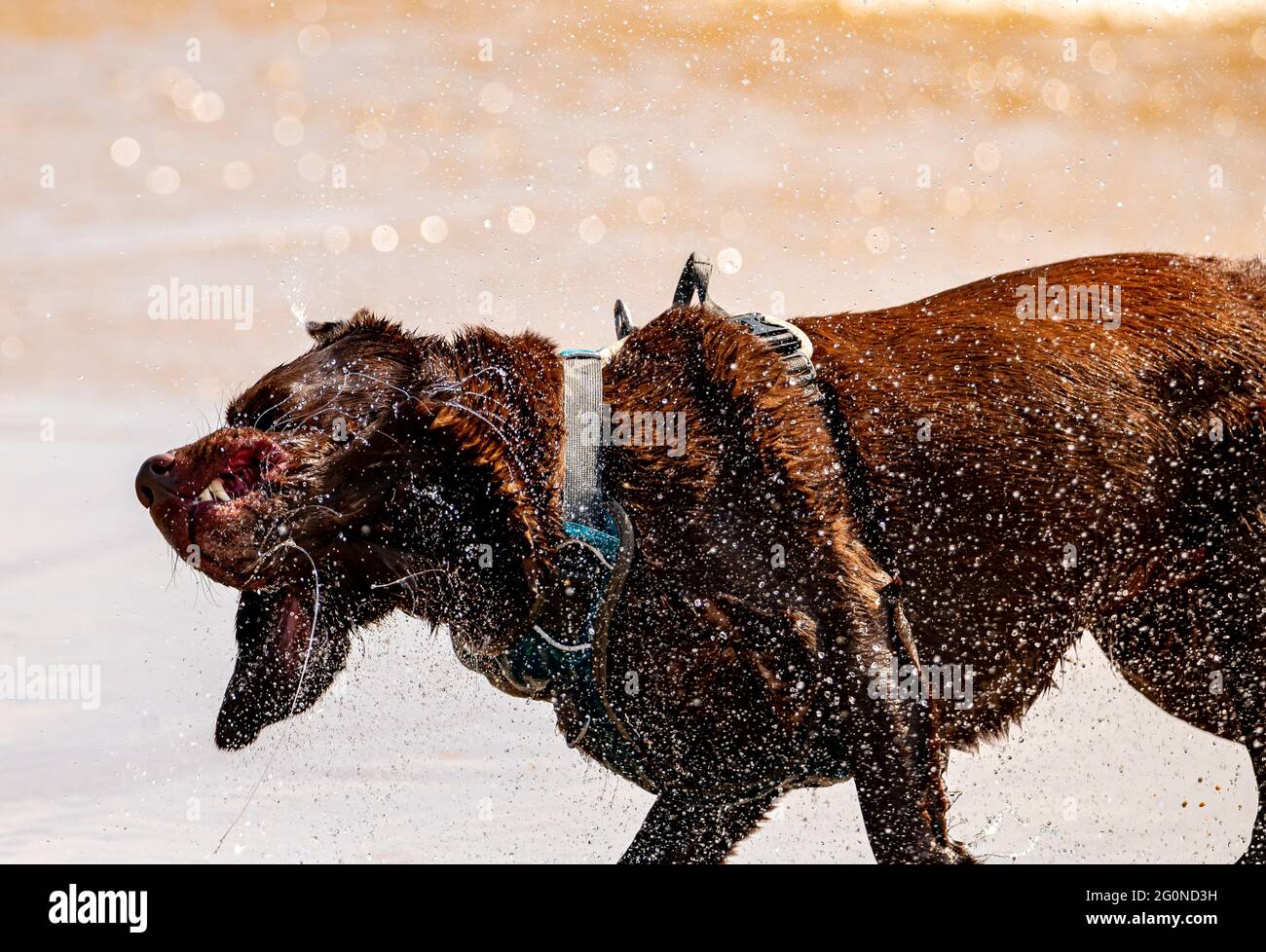 Chocolate labrador shaking sea water from body after running into the ocean Stock Photo Alamy