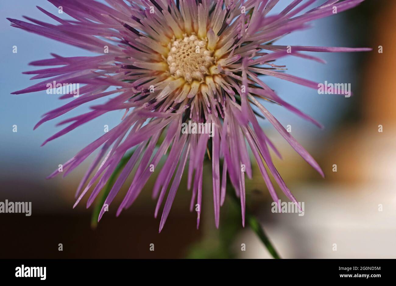 Galactites tomentosa flowering in nature close-up Stock Photo