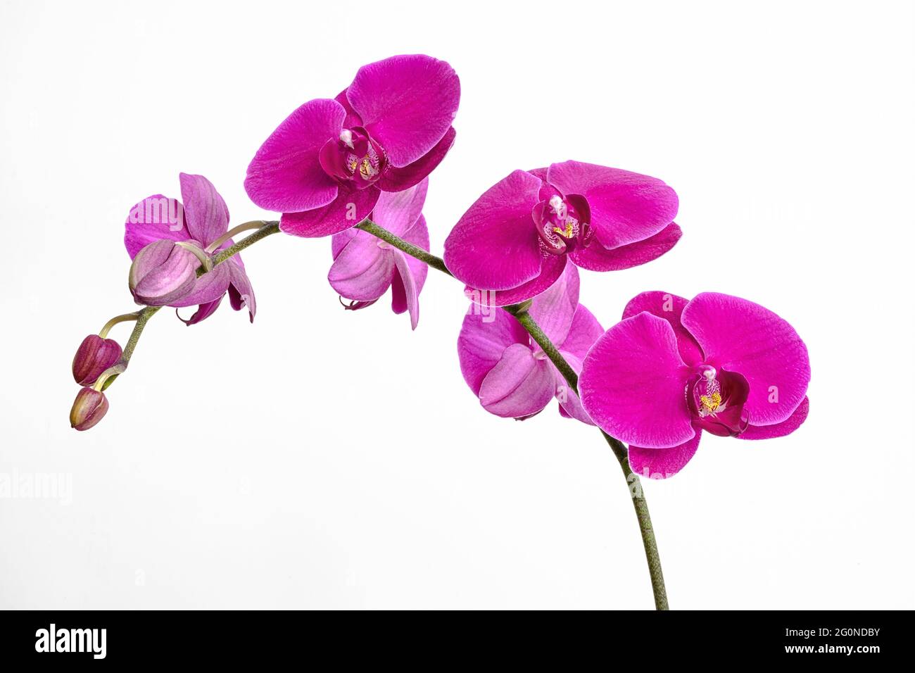 Purple orchid flowers, Orchidaceae, phalaenopsis or falah, or butterfly orchids, isolated on a white background. Copy space. Stock Photo