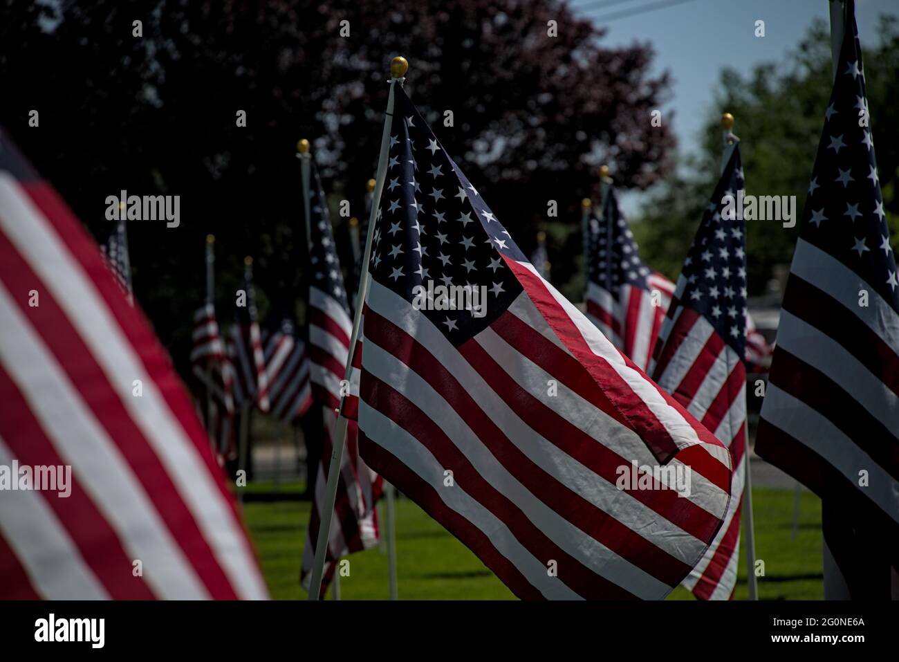 American flags fly wave in memorium honor of freedom veterans soldiers fallen lost during war time in defense of democracy western civilization. Stock Photo