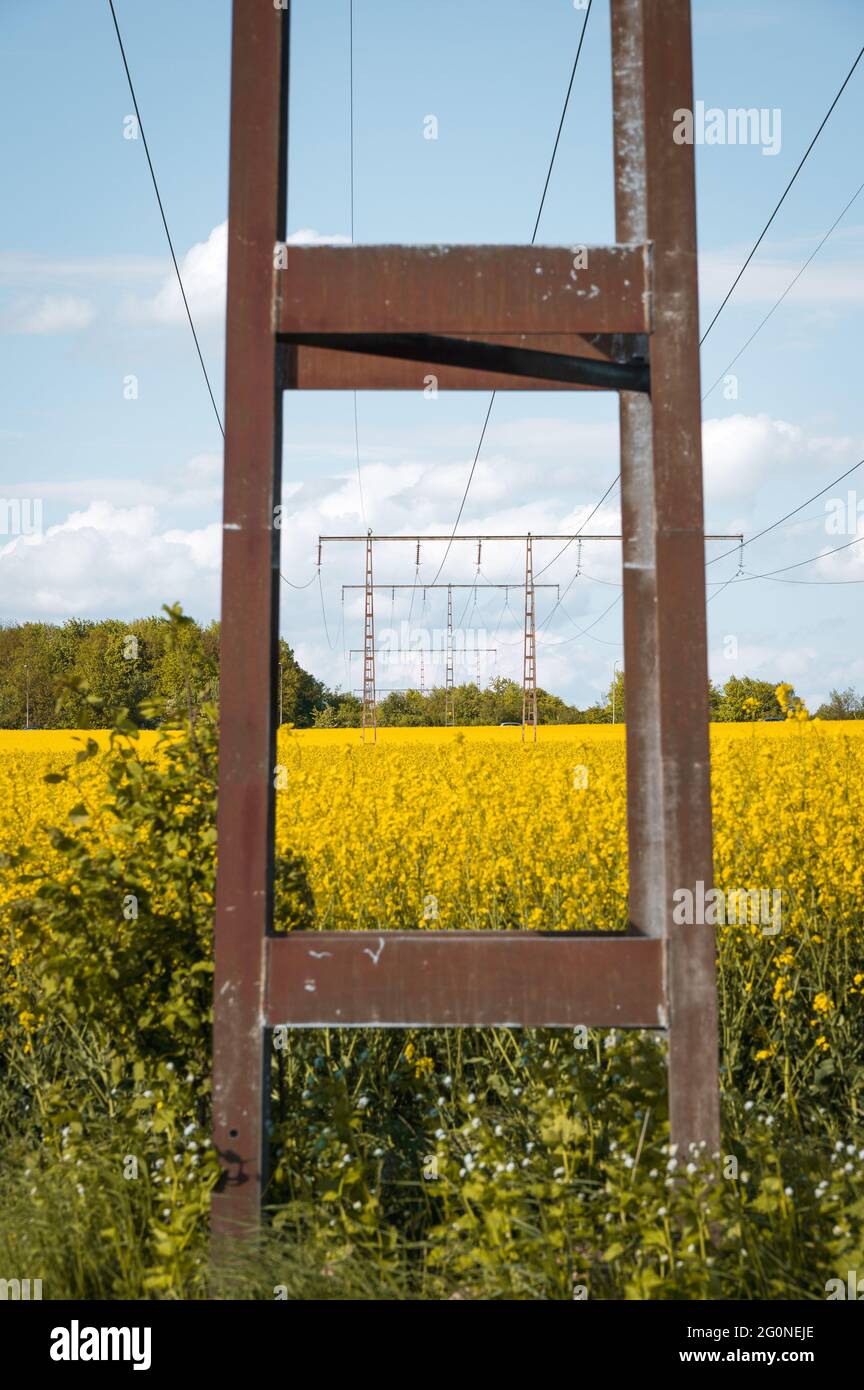 Old rusty power line poles in a yellow rapeseed canola farm field in idyllic Skåne Sweden Stock Photo